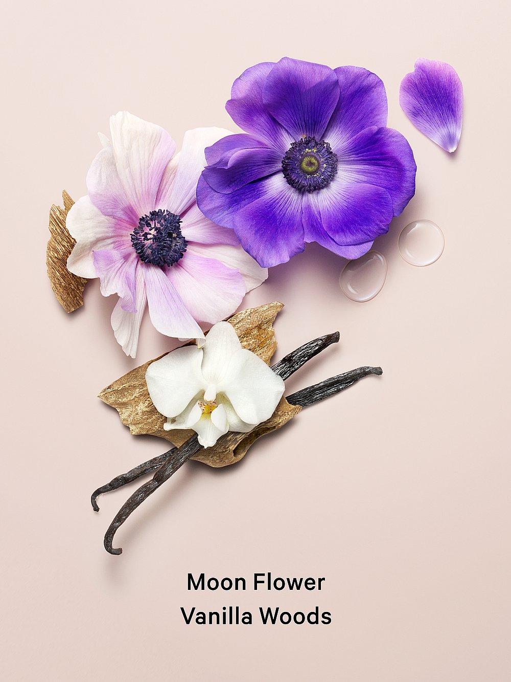 Midnight Bloom