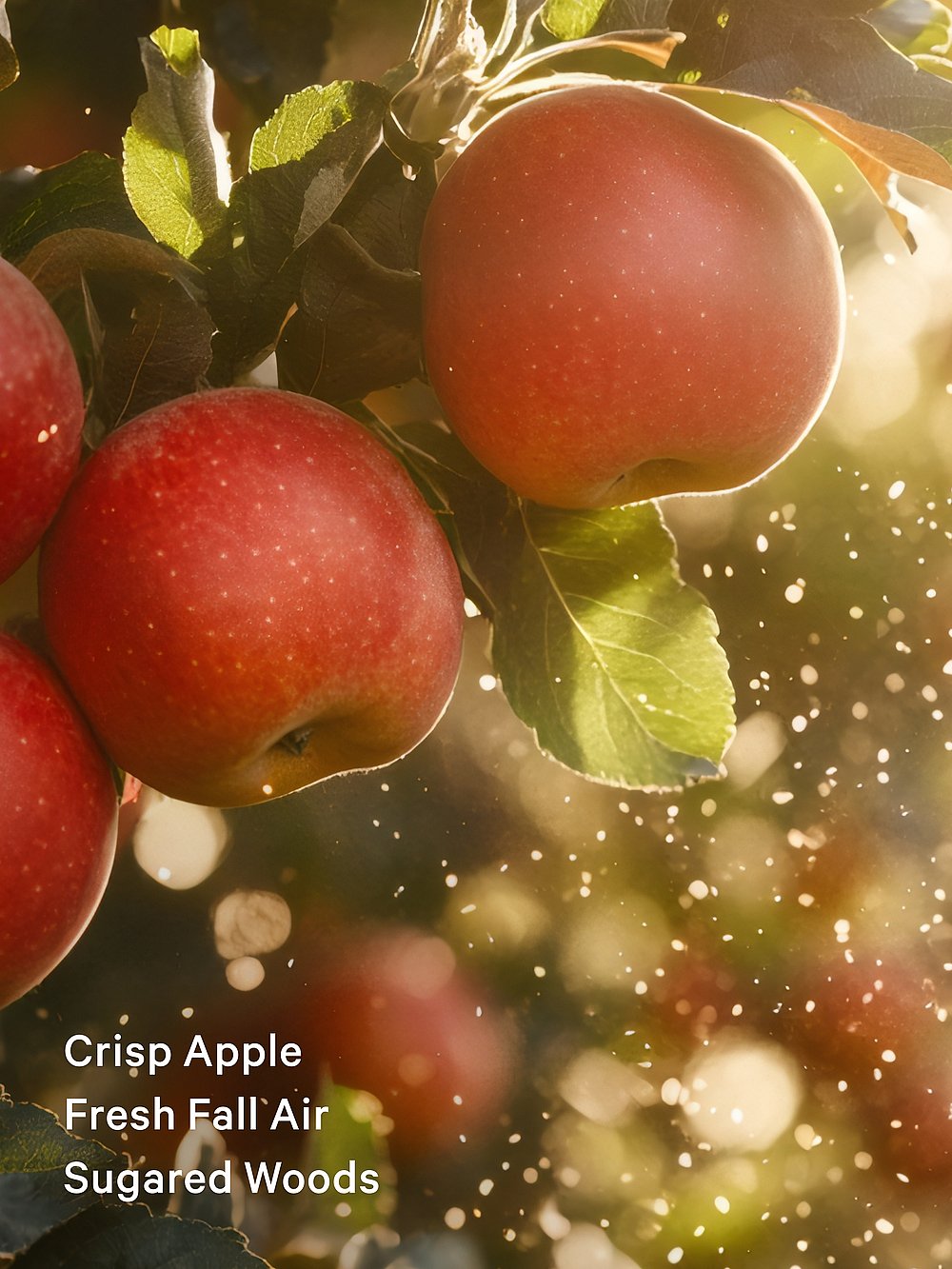 Dreamy Apple Orchid