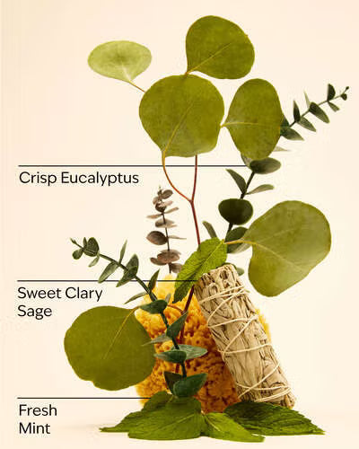 Eucalyptus mint