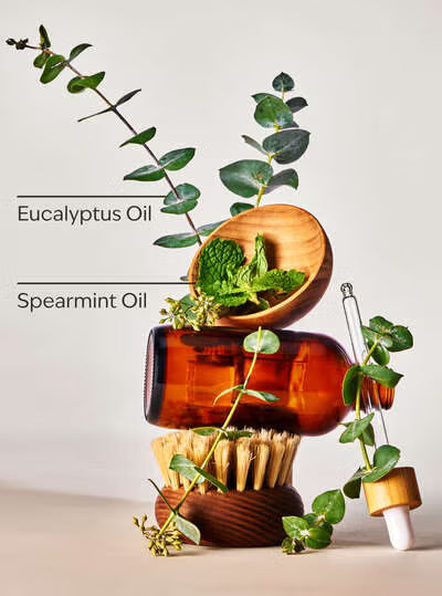 Eucalyptus spearmint