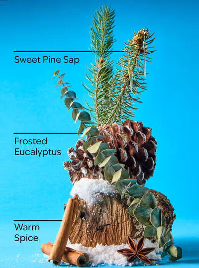 Sugared Pine Needles