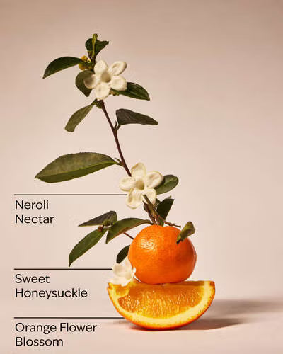 Backyard Honeysuckle