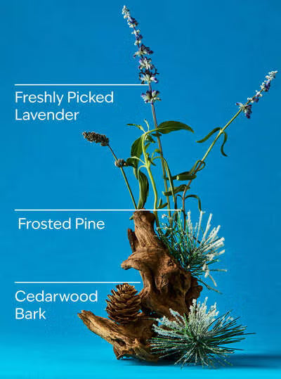 Lavender & Pine