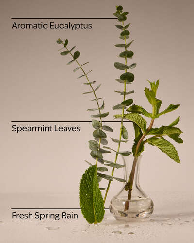 Eucalyptus rain
