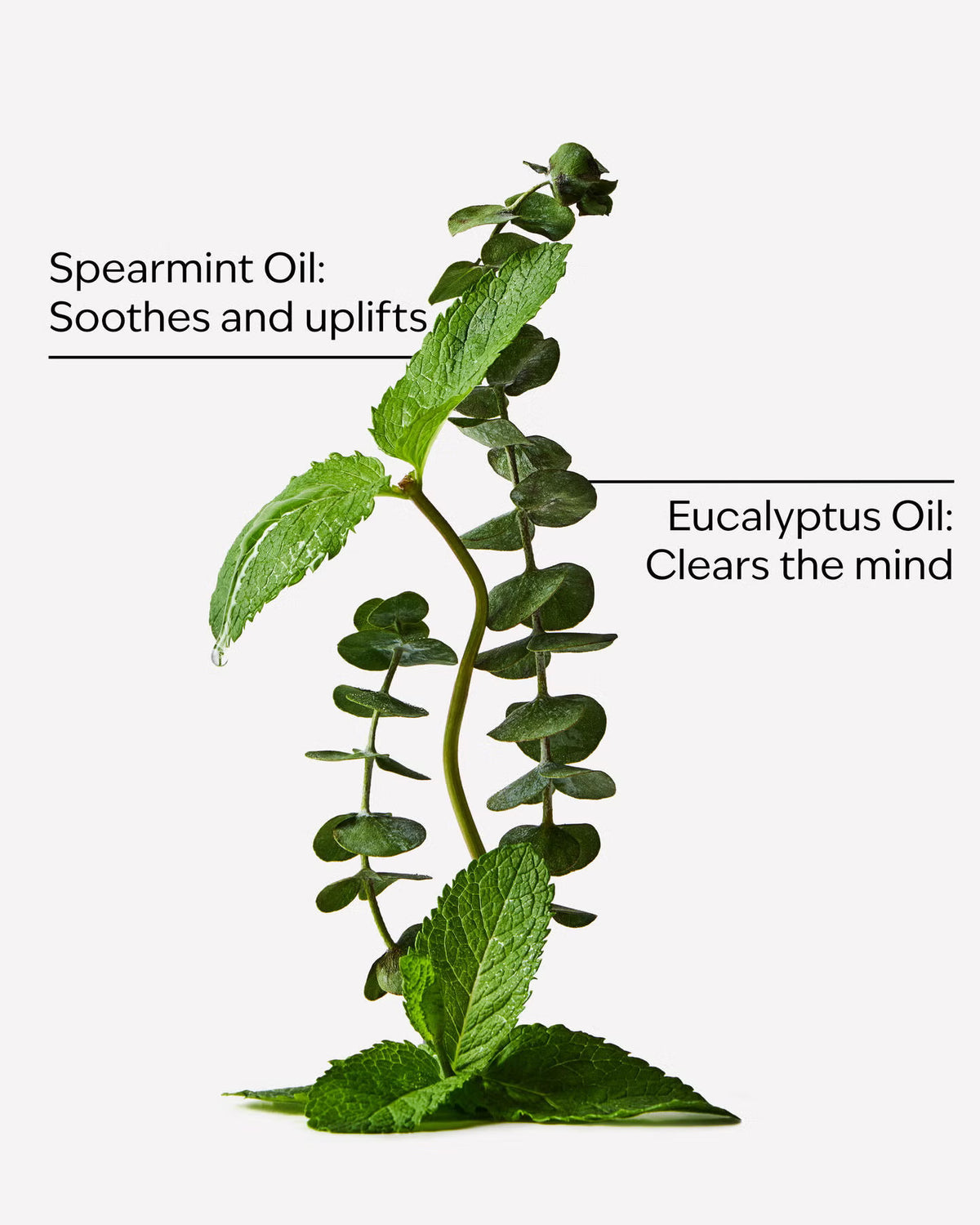 Eucalyptus Tea