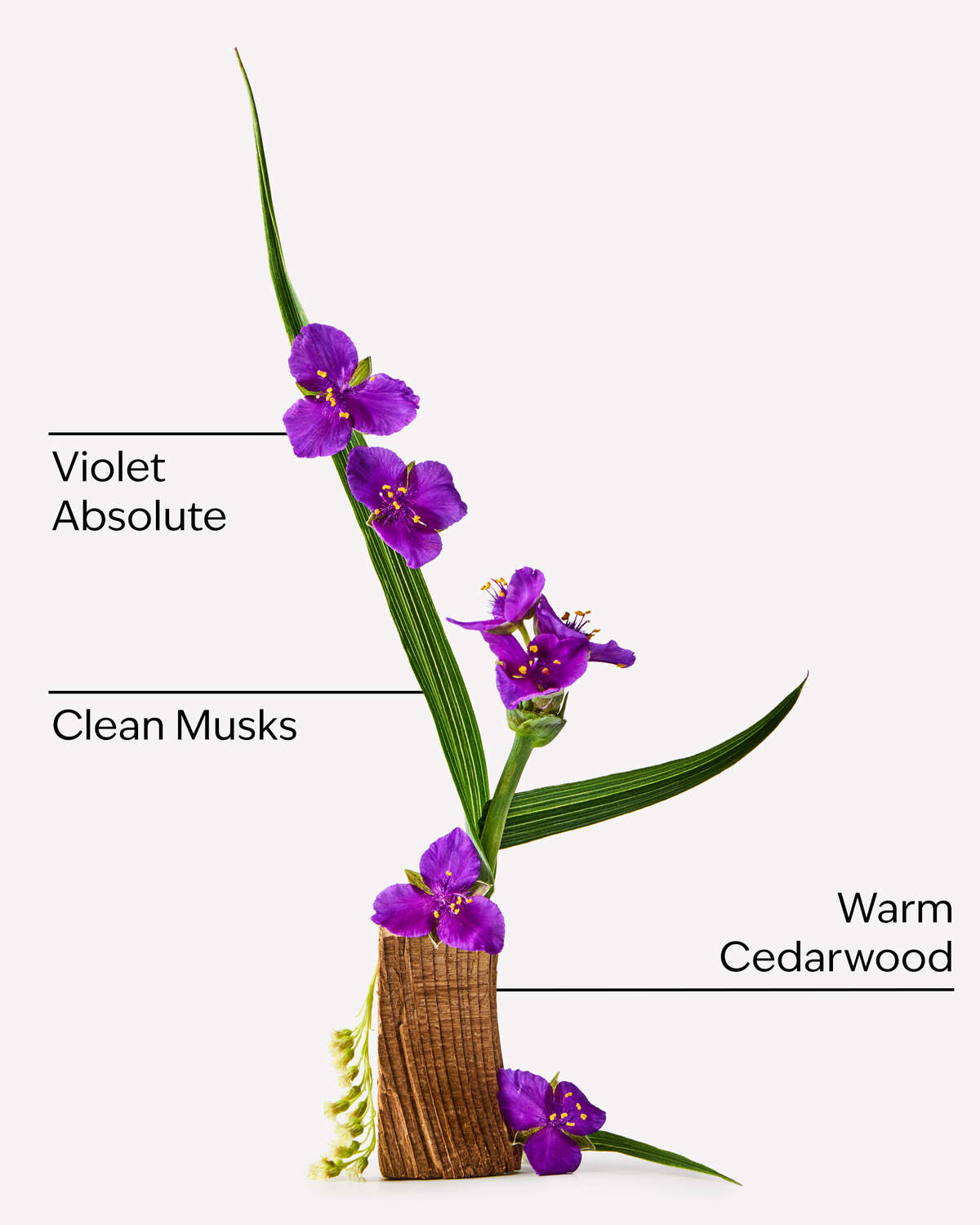 Very Violet