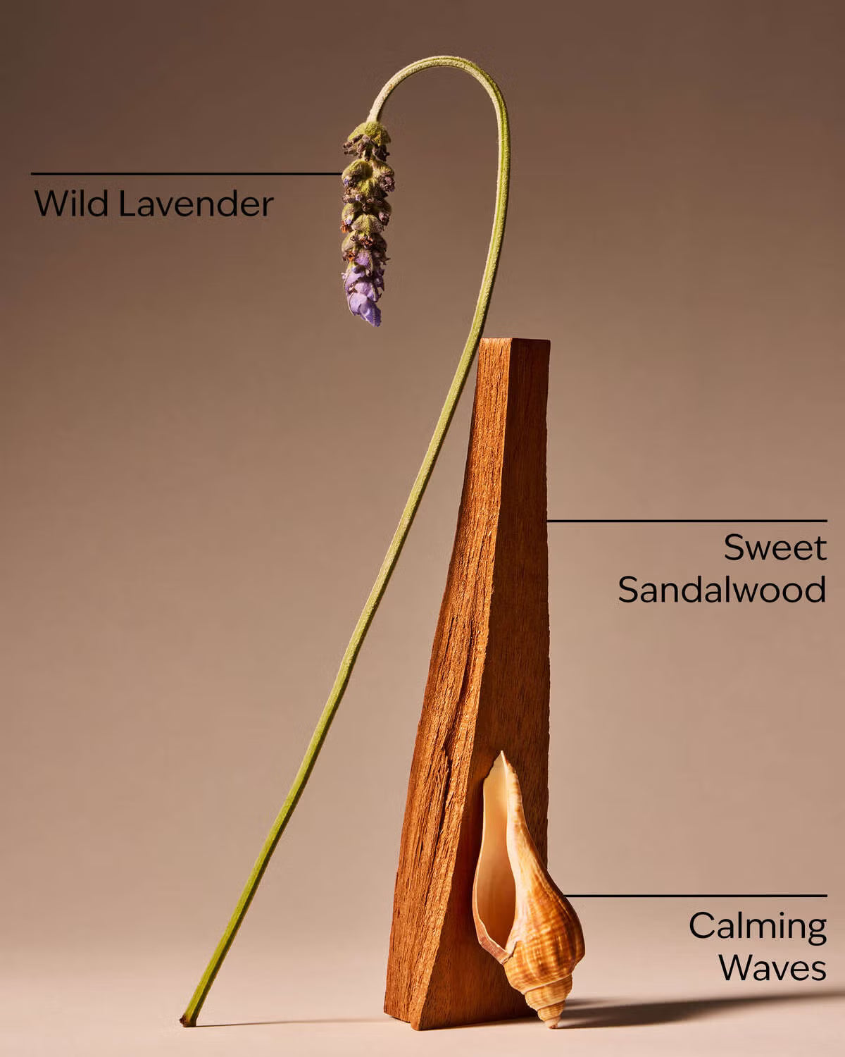 Oceanside Lavender