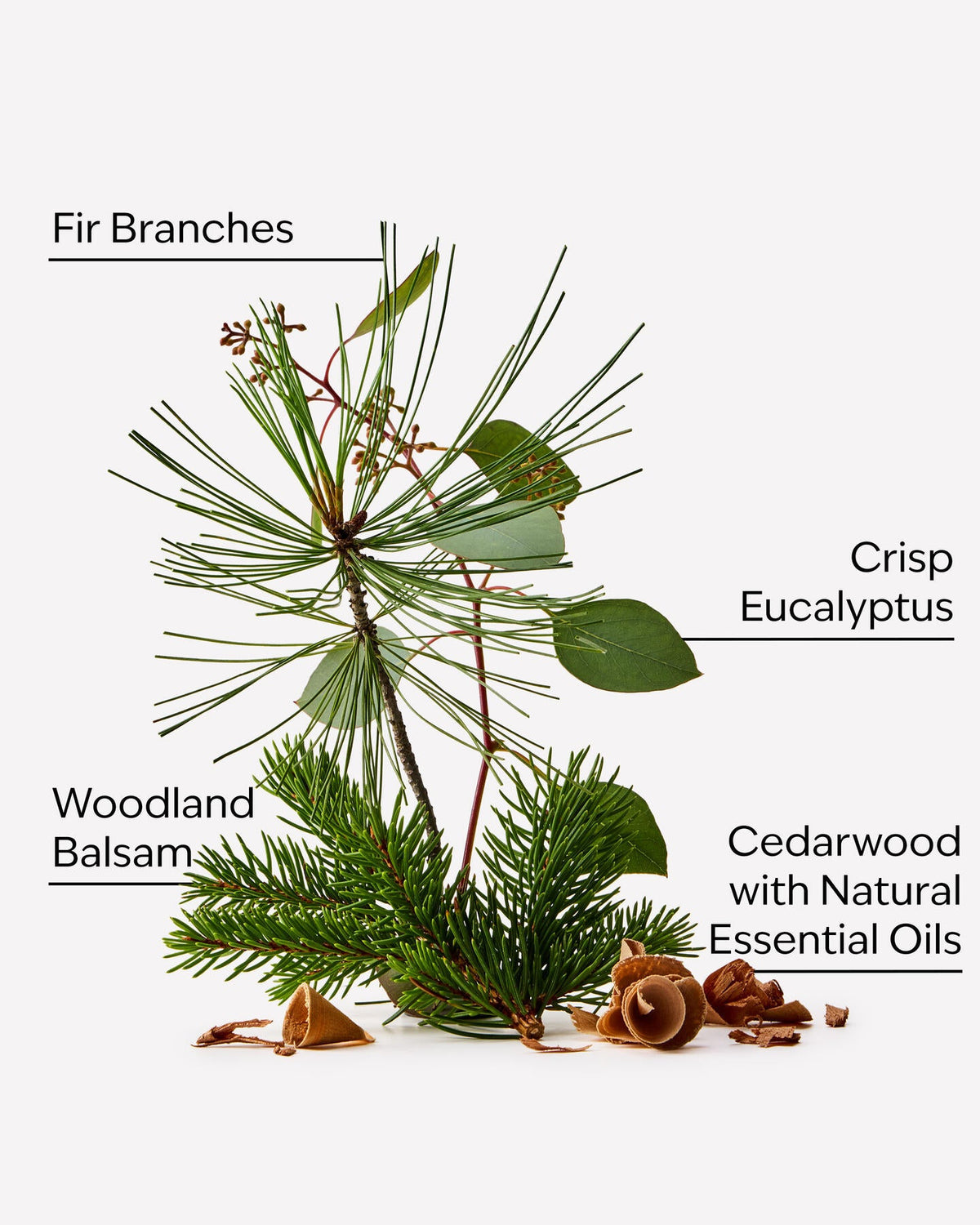 Fresh balsam