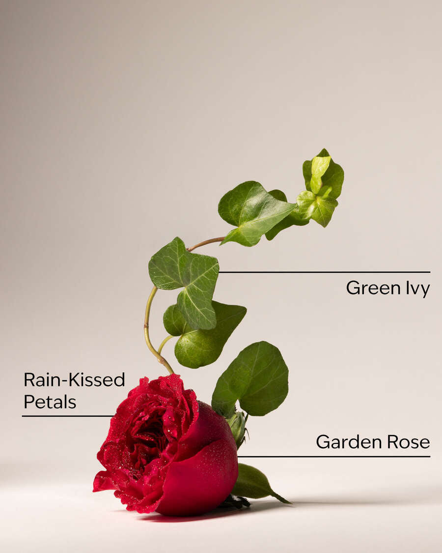 Kitchen rose