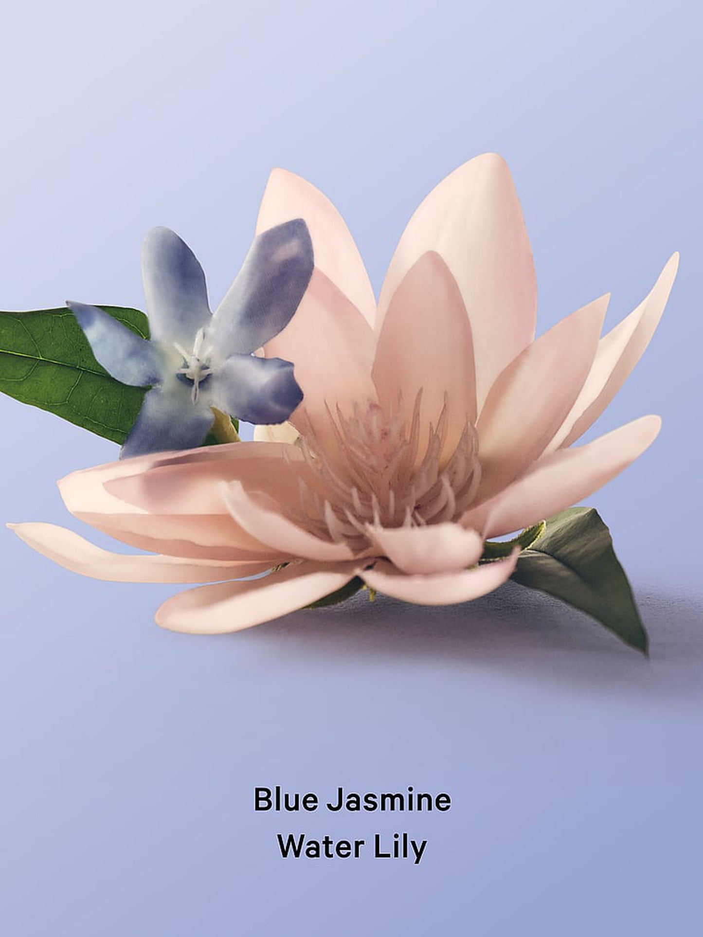 Blue Jasmine Water Lily