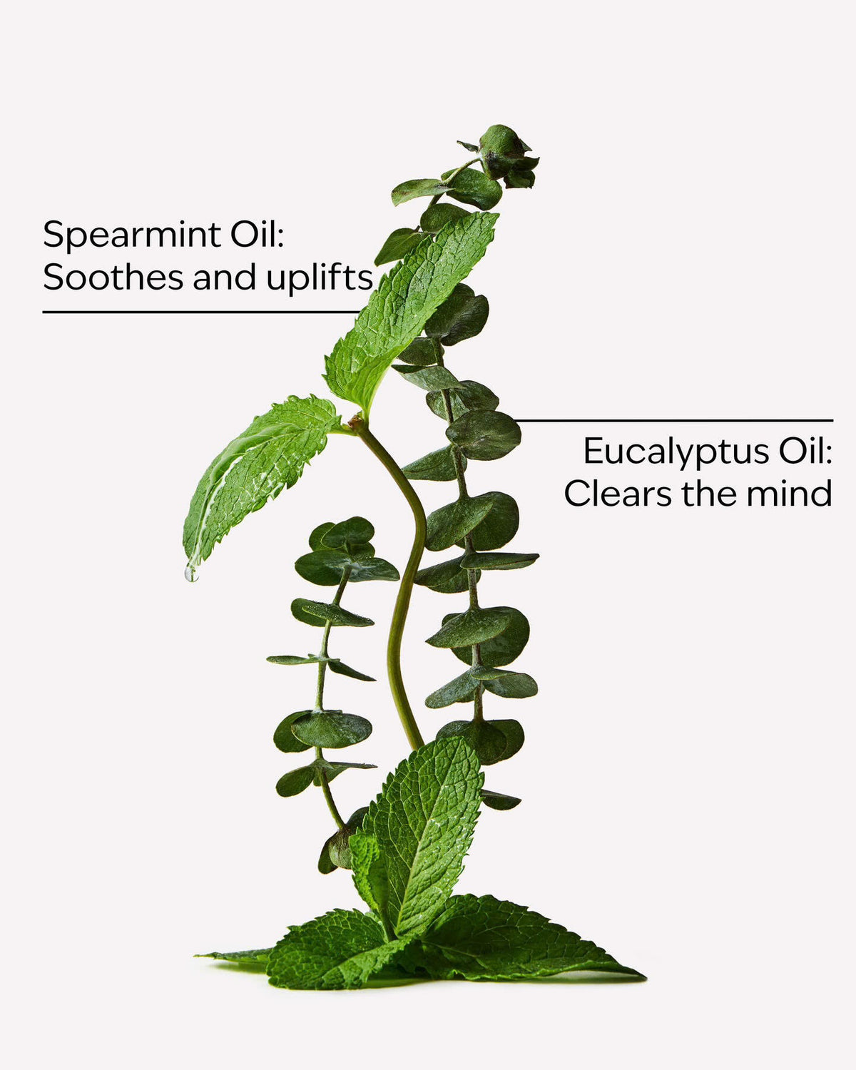 Eucalyptus Spearmint